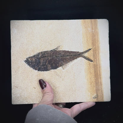 Fish Fossil - Knightia Eoceana