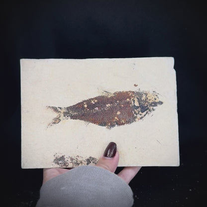 Fish Fossil - Knightia Eoceana