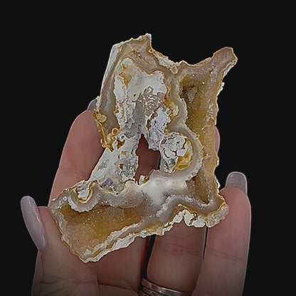 Petrified Coral