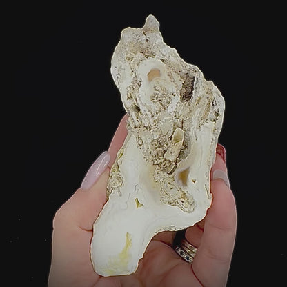 Petrified Coral