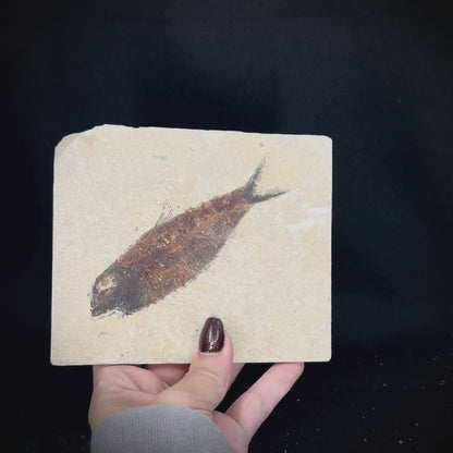 Fish Fossil - Knightia Eoceana