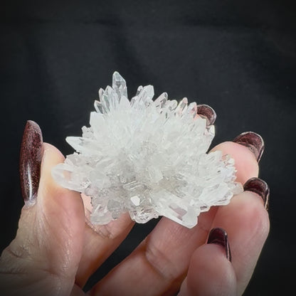 Chrysanthemum Stone