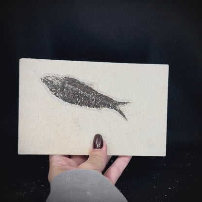 Fish Fossil - Knightia Eoceana