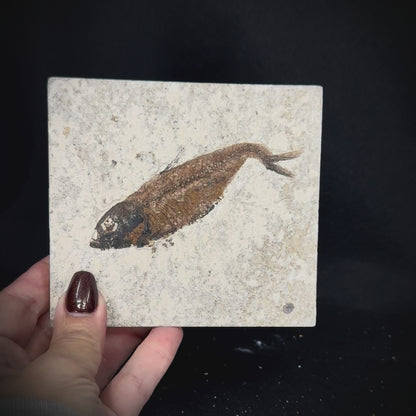 Fish Fossil - Knightia Eoceana