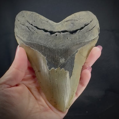 Megalodon Tooth