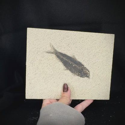 Fish Fossil - Knightia Eoceana