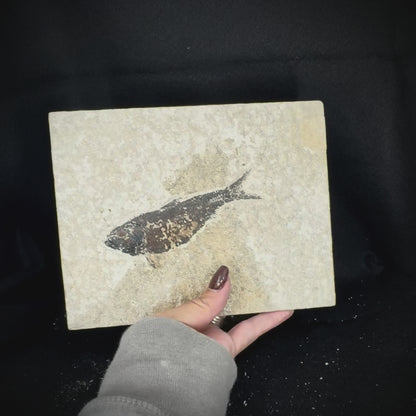Fish Fossil - Knightia Eoceana