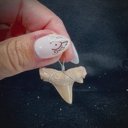 Shark Tooth