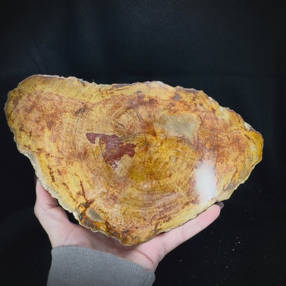 Petrified Wood Slab