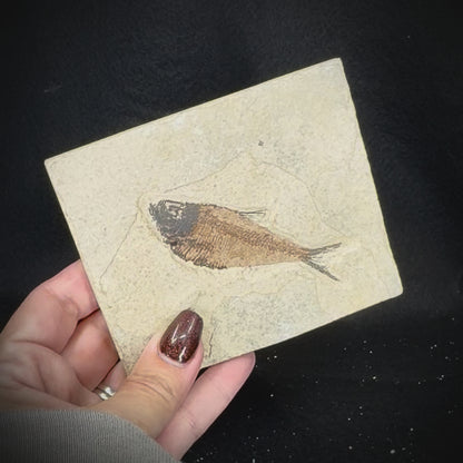 Fish Fossil - Knightia Eoceana
