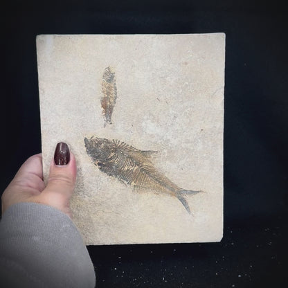 Fish Fossil - Knightia Eoceana