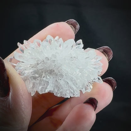 Chrysanthemum Stone