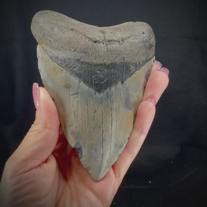 Megalodon Tooth