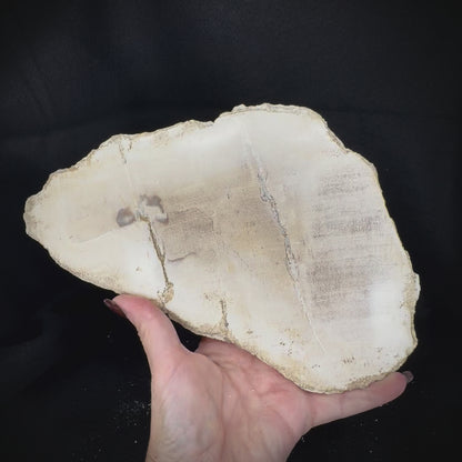 Petrified Wood Slab