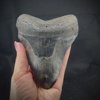 Megalodon Tooth