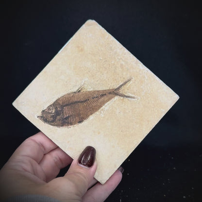 Fish Fossil - Knightia Eoceana