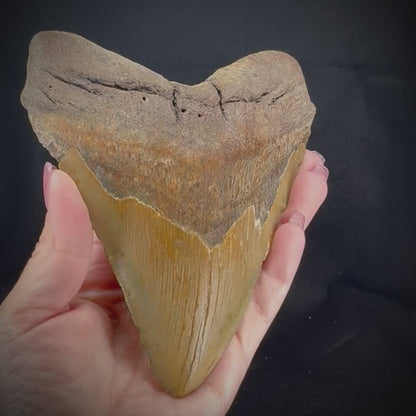 Megalodon Tooth