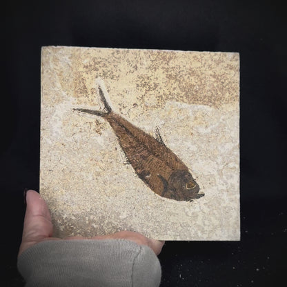 Fish Fossil - Knightia Eoceana