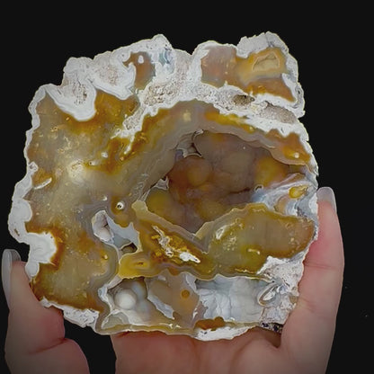 Petrified Coral
