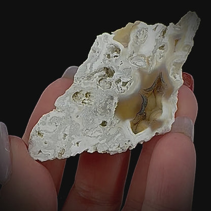 Petrified Coral
