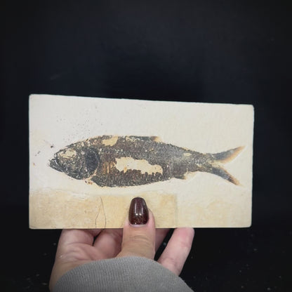 Fish Fossil - Knightia Eoceana