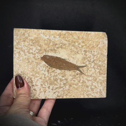 Fish Fossil - Knightia Eoceana