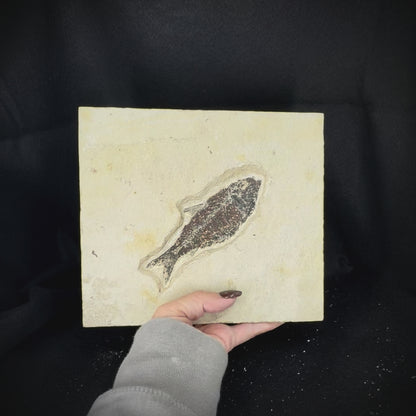 Fish Fossil - Knightia Eoceana