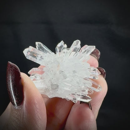 Chrysanthemum Stone