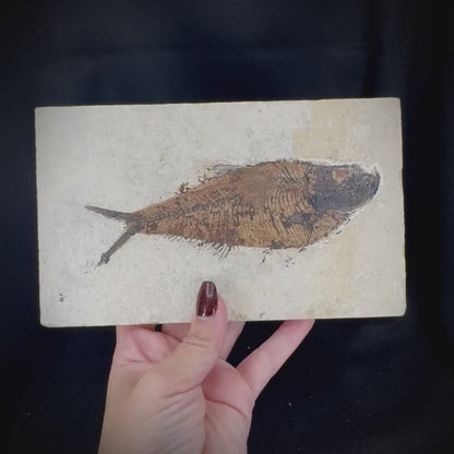 Fish Fossil - Knightia Eoceana
