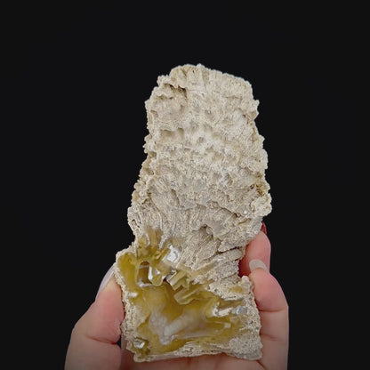 Petrified Coral