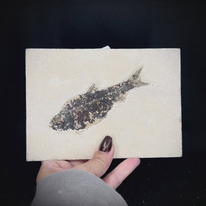 Fish Fossil - Knightia Eoceana