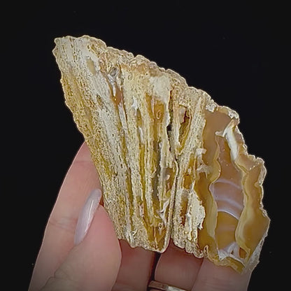 Petrified Coral
