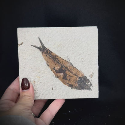 Fish Fossil - Knightia Eoceana