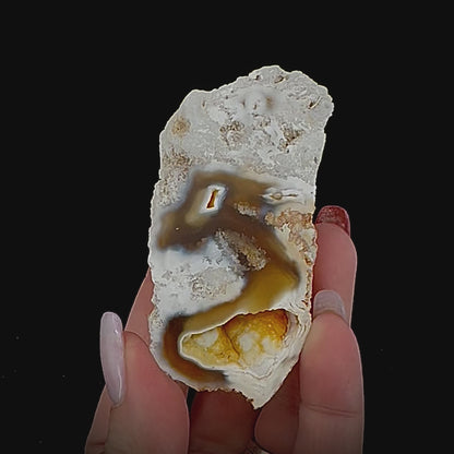 Petrified Coral