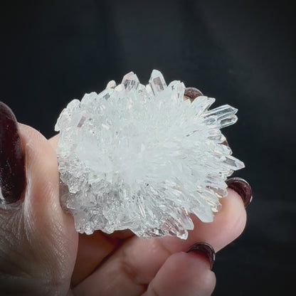 Chrysanthemum Stone