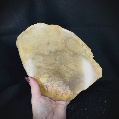 Petrified Wood Slab