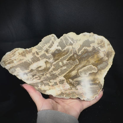 Petrified Wood Slab