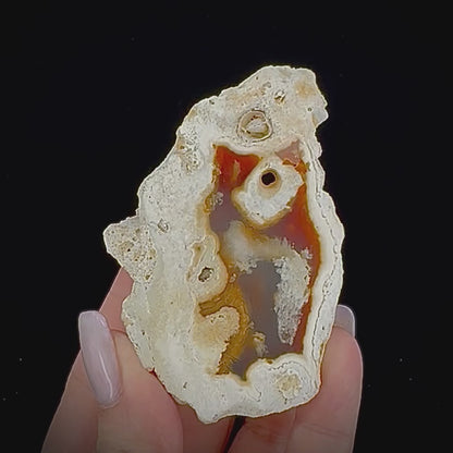 Petrified Coral
