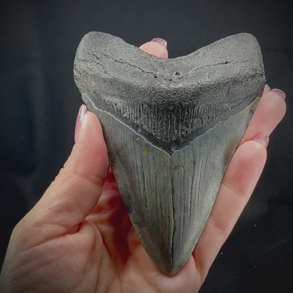 Megalodon Tooth