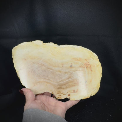Petrified Wood Slab