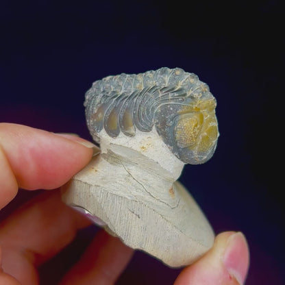 Metacanthian Trilobite in Matrix