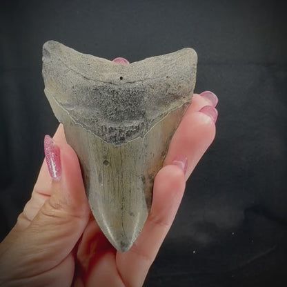 Megalodon Tooth