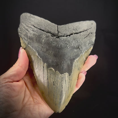 Megalodon Tooth