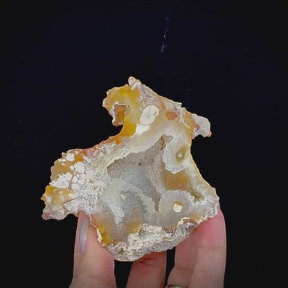 Petrified Coral