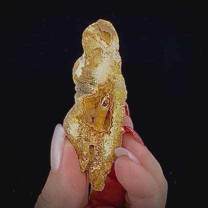 Petrified Coral