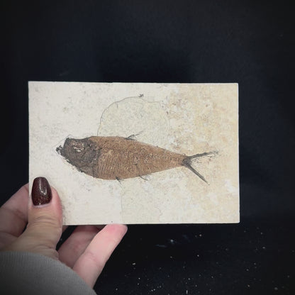 Fish Fossil - Knightia Eoceana