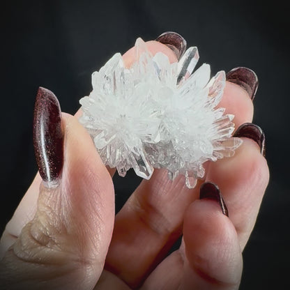 Chrysanthemum Stone