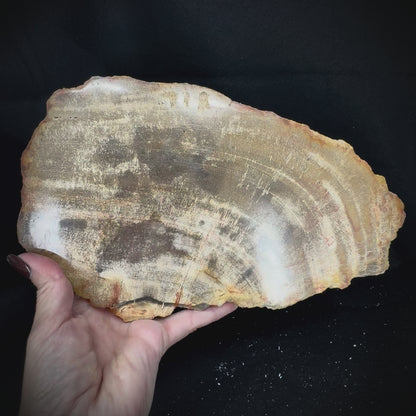 Petrified Wood Slab