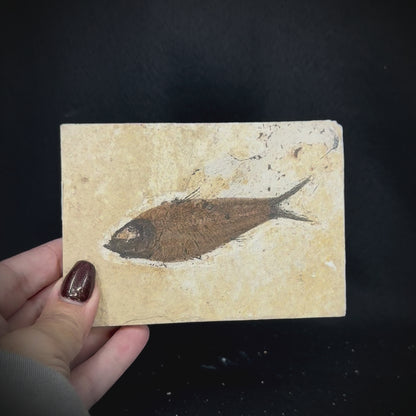 Fish Fossil - Knightia Eoceana