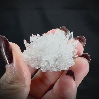 Chrysanthemum Stone